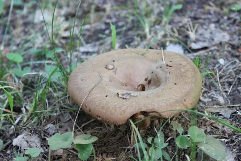 Mushroom in the forest Stock Photos
