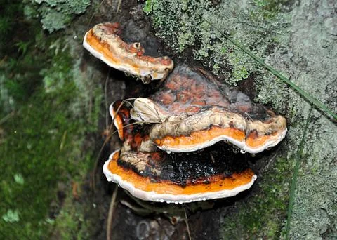 Mushroom in the forest Stock Photos