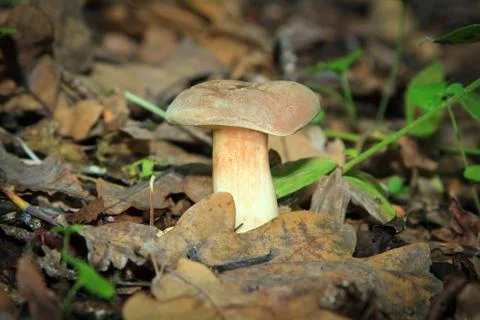 Mushroom in the forest Stock Photos