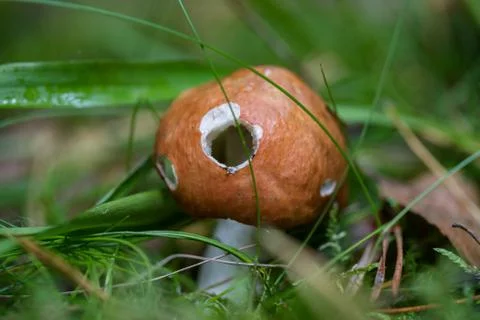 Mushroom in the forest Stock Photos