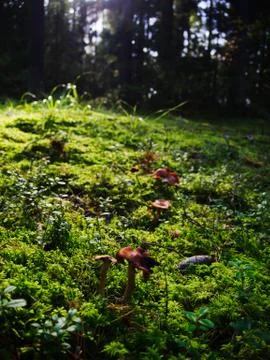 Mushroom In The Forest Stock Photos