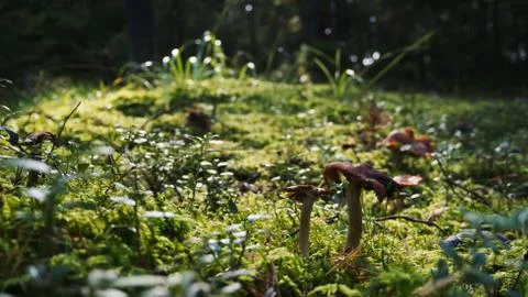 Mushroom In The Forest Stock Photos