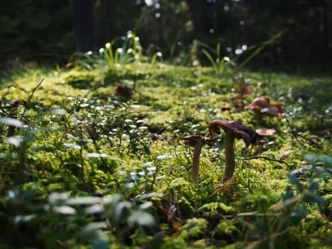 Mushroom In The Forest Stock Photos