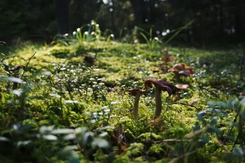 Mushroom In The Forest Stock Photos