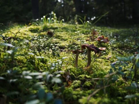 Mushroom In The Forest Stock Photos
