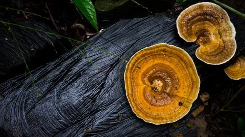 Mushroom in the forest Stock Photos