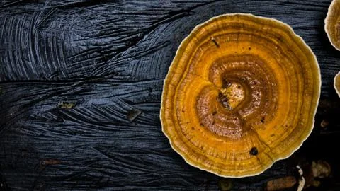 Mushroom in the forest Stock Photos