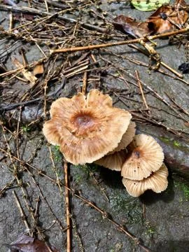 Mushroom in forest Stock Photos