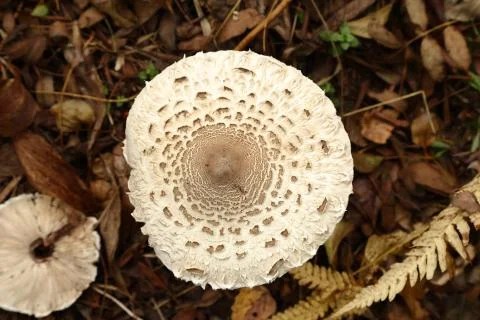 Mushroom in the Forest Foto stock