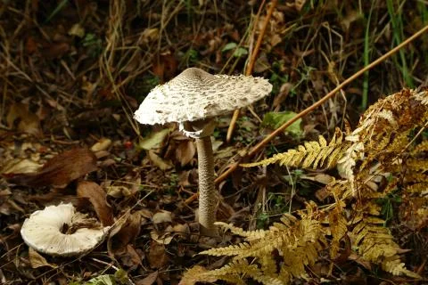 Mushroom in the Forest Stock Photos