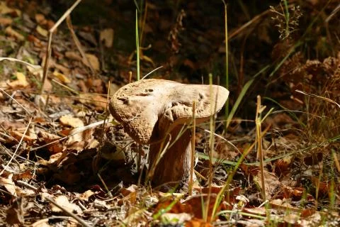 Mushroom in the Forest Stock Photos