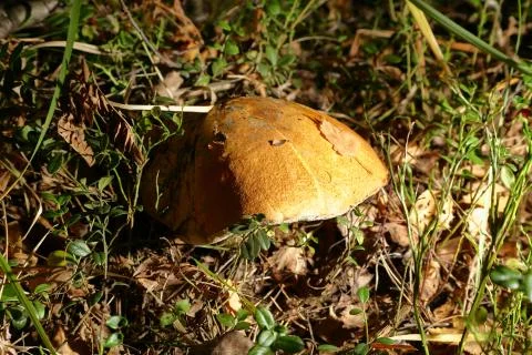 Mushroom in the Forest Stock Photos