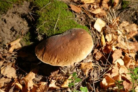 Mushroom in the Forest Stock Photos