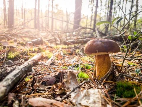Mushroom in forest Stock Photos