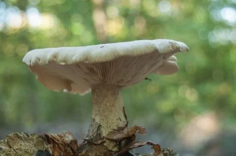 Mushroom in the forest Stock Photos