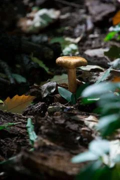 Mushroom in the forest 写真素材