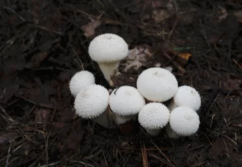 Mushroom In The Forest Stock Photos