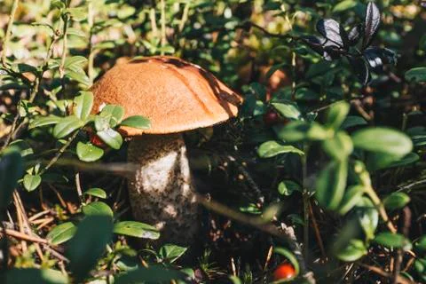 Mushroom in the forest Stock Photos