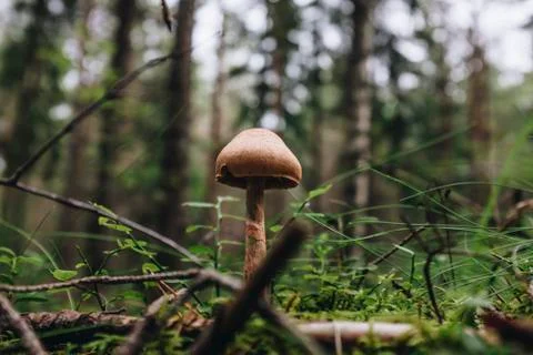 Mushroom in the forest Stock Photos