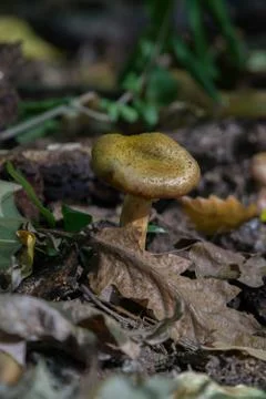 Mushroom in the forest Stockfoto's
