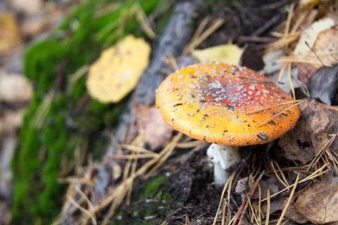 Mushroom in the forest Stock Photos