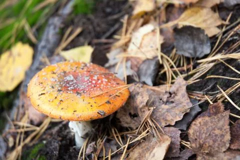 Mushroom in the forest Stock Photos