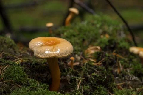 Mushroom in the forest Stock Photos