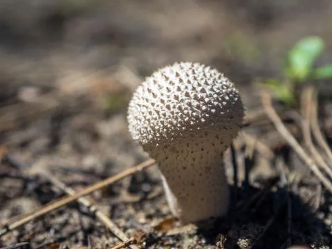 Mushroom in the forest. 写真素材