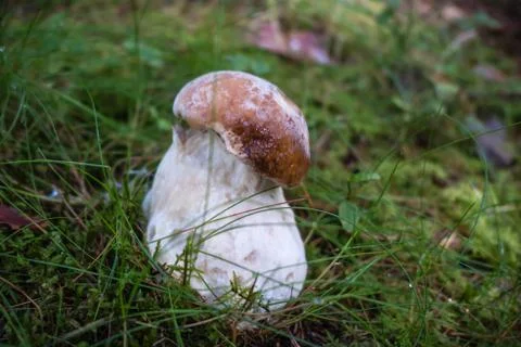 Mushroom in the forest Stock Photos