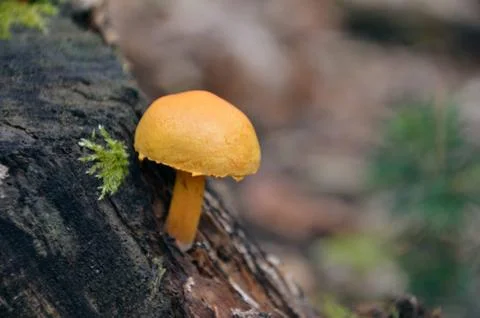 Mushroom in forest Stock Photos