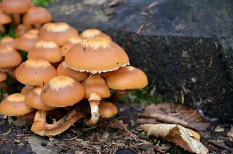 Mushroom in forest Stock Photos