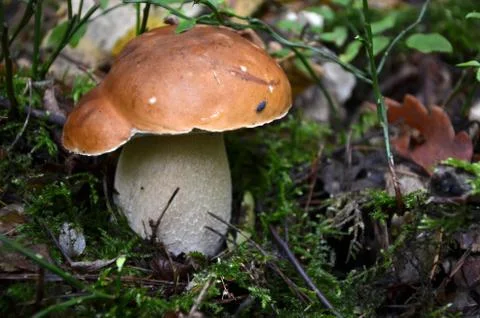 Mushroom in forest Stock Photos
