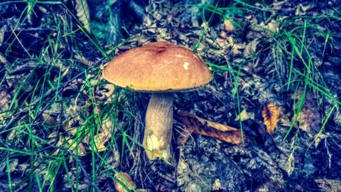 Mushroom in the forest Foto stock