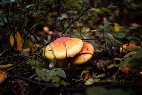 Mushroom in forest Фото