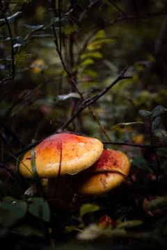 Mushroom in forest Фото