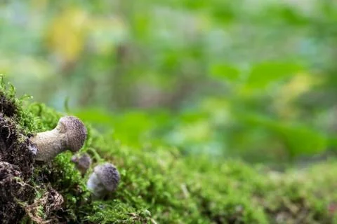 Mushroom is the forest Stock Photos