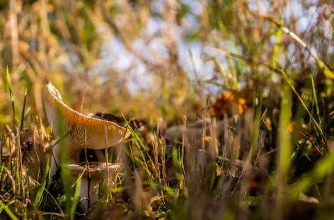 Mushroom in the forest Stock Photos