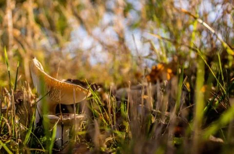 Mushroom in the forest Stock Photos