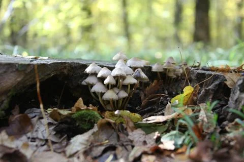 Mushroom in a forest Stock Photos