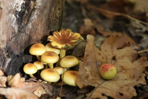 Mushroom in a forest Stock Photos