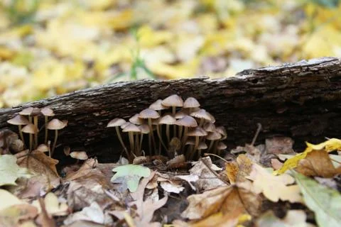 Mushroom in a forest Stock Photos