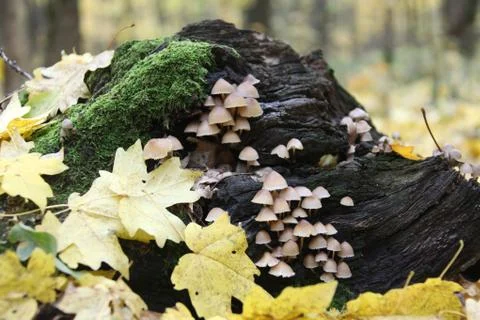 Mushroom in a forest Stock Photos