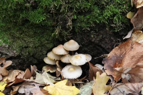 Mushroom in a forest Stock Photos