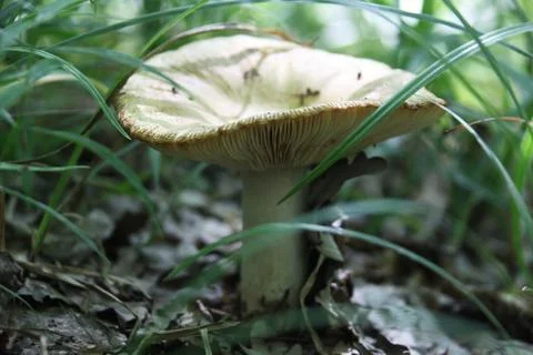 Mushroom in a forest Stock-Fotos