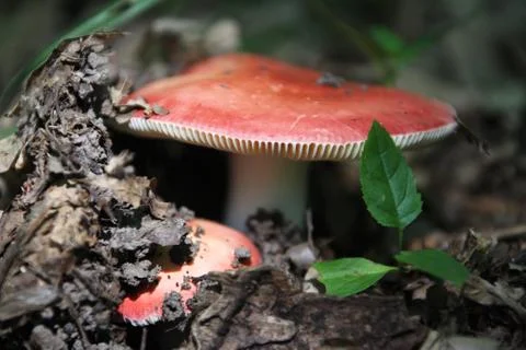Mushroom in a forest Stock Photos