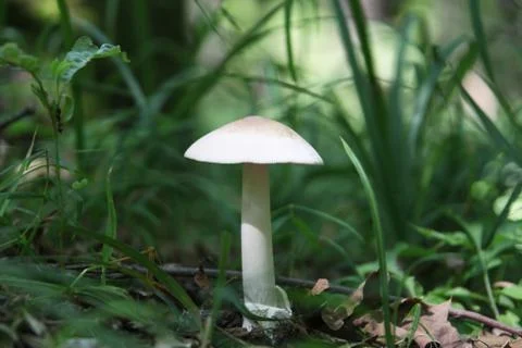 Mushroom in a forest Stock Photos