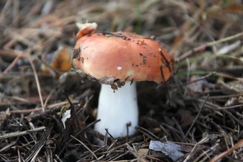 Mushroom in a forest Stock Photos