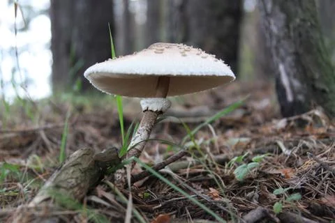 Mushroom in a forest Stock Photos