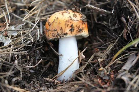 Mushroom in a forest Stock Photos