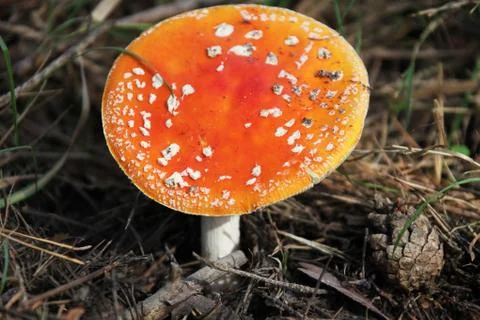 Mushroom in a forest Stock Photos